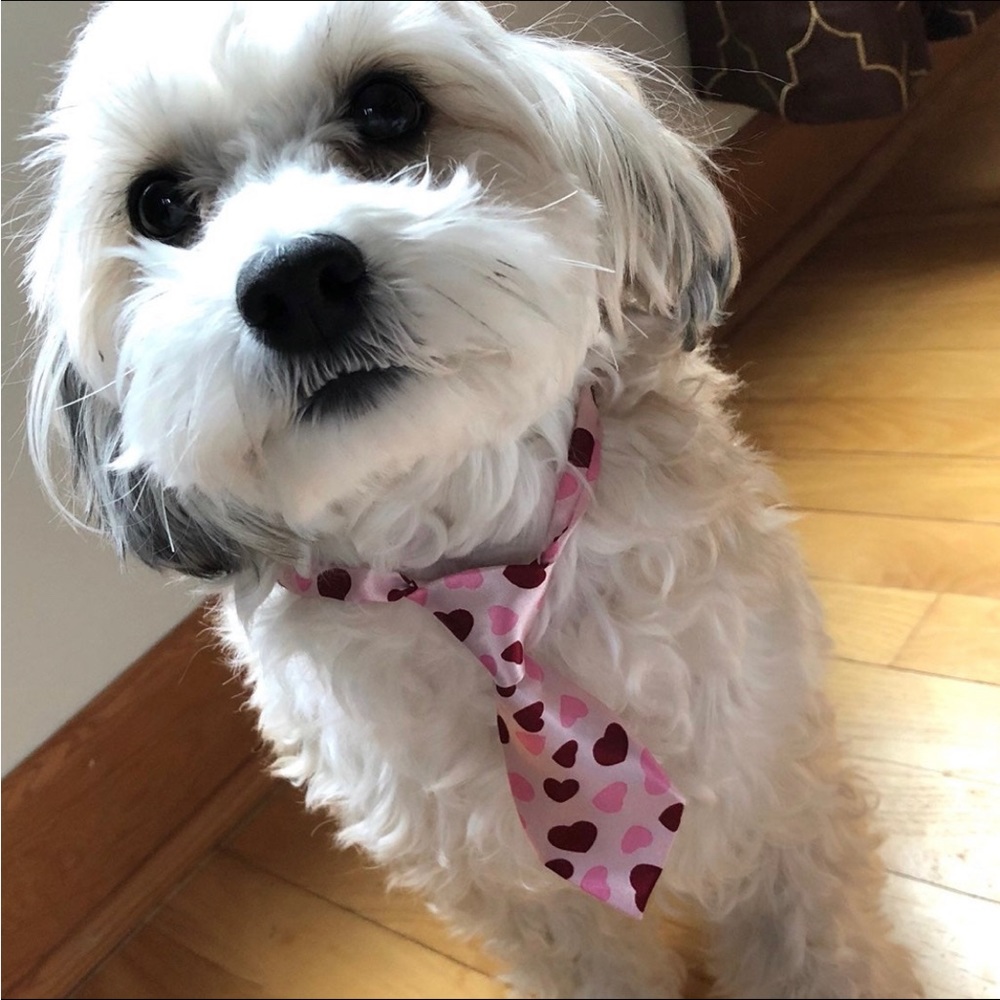 Dog Cat Satin Adjustable Neck Ties Stripe Valentine Leopard Plaid Heart Set of 4